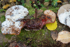 Ganoderma carnosum