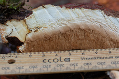 Ganoderma carnosum