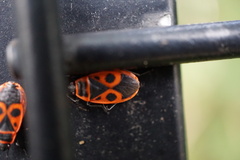 Pyrrhocoris apterus