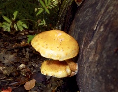 Pholiota aurivella