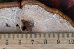 Ganoderma carnosum