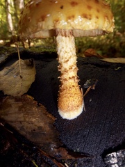Pholiota aurivella