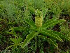 Eucomis autumnalis