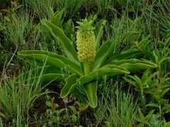 Eucomis autumnalis