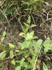 Edrastima