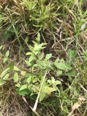 Edrastima