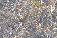 Morococcyx erythropygus