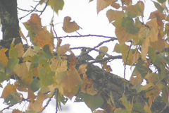 Setophaga coronata coronata
