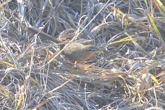 Morococcyx erythropygus