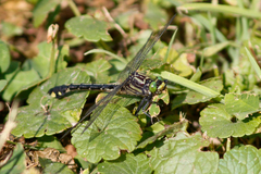 Gomphidae