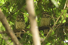 Strix ocellata