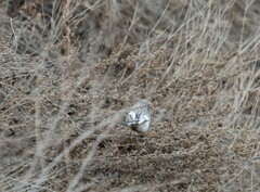 Carpodacus sibiricus