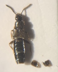 Atheta laevana