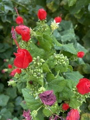 Malvaviscus arboreus