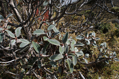 Rhododendron hyperythrum
