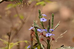 Eranthemum