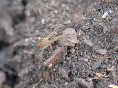 Alopecosa albofasciata