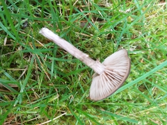 Entoloma sericeum