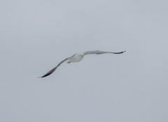 Larus fuscus