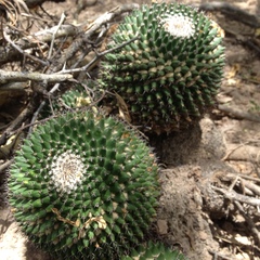 Mammillaria carnea
