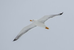 Larus fuscus