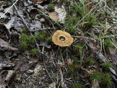 Coltricia cinnamomea