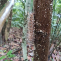 Spilarctia subcarnea