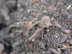 Alopecosa albofasciata