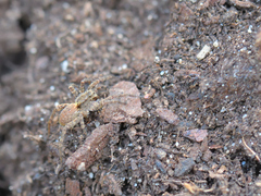 Alopecosa albofasciata
