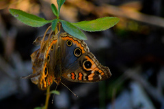 Junonia genoveva hilaris