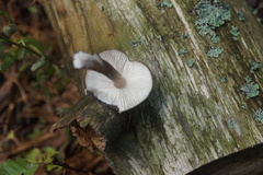 Pluteus