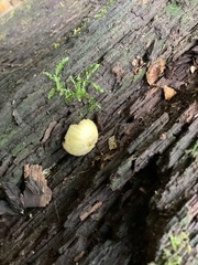 Pluteus chrysophlebius