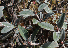 Rhododendron hyperythrum