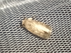 Spodoptera exigua