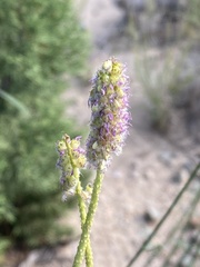 Dalea searlsiae