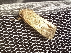 Spodoptera exigua