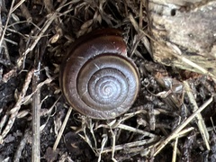 Helminthoglypta dupetithouarsi