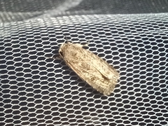 Spodoptera exigua