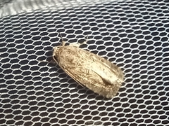 Spodoptera exigua