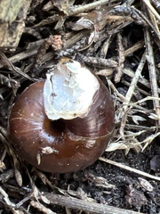 Helminthoglypta dupetithouarsi