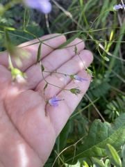 Campanula divaricata