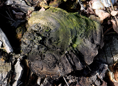 Phellinus laevigatus