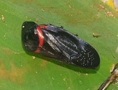 Cosmoscarta egens