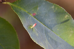 Eriophyes cerasicrumena