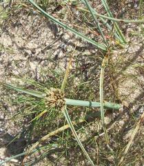 Cyperus capitatus