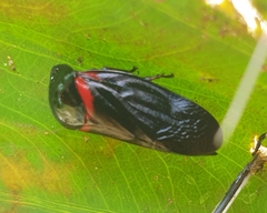 Cosmoscarta egens