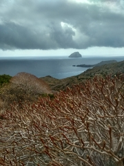 Euphorbia dendroides
