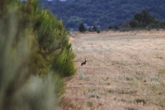 Lepus granatensis