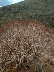 Euphorbia dendroides