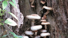 Cyclocybe parasitica